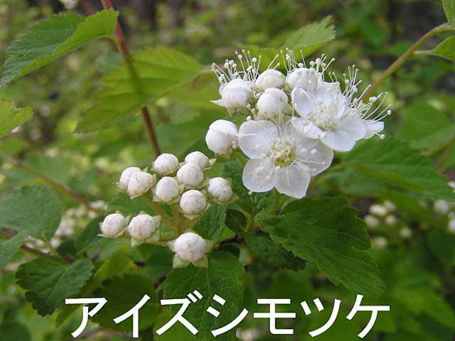 5月の花、アイズシモツケ