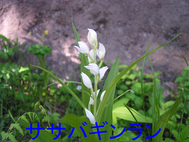 5月の花、ササバギンラン