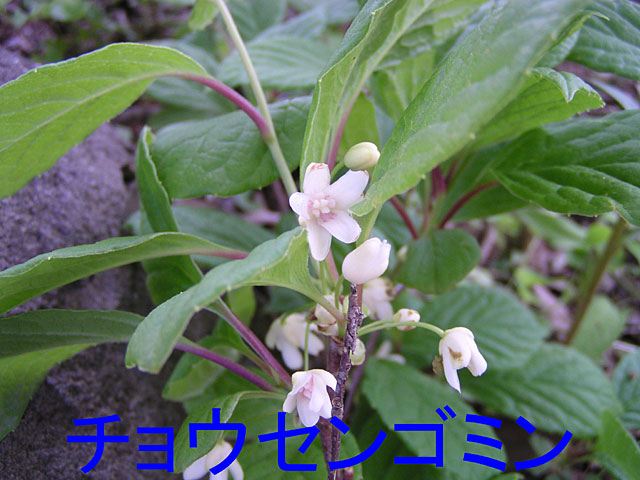 5月の花、チョウセンゴミン（チョウセンゴミシ）