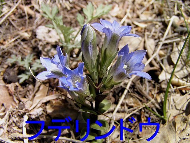 5月の花、フデリンドウ