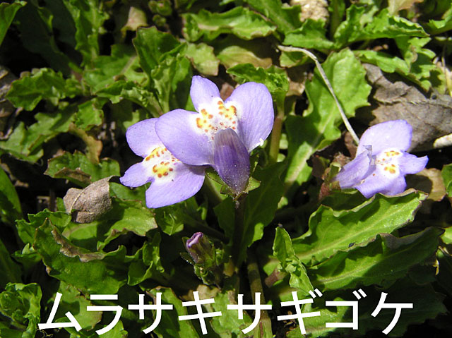 5月の花、ムラサキサギゴケ
