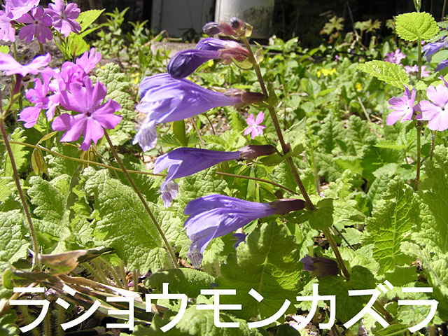 5月の花、ラショウモンカズラ