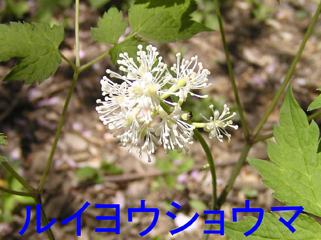 5月の花、ルイヨウショウマ