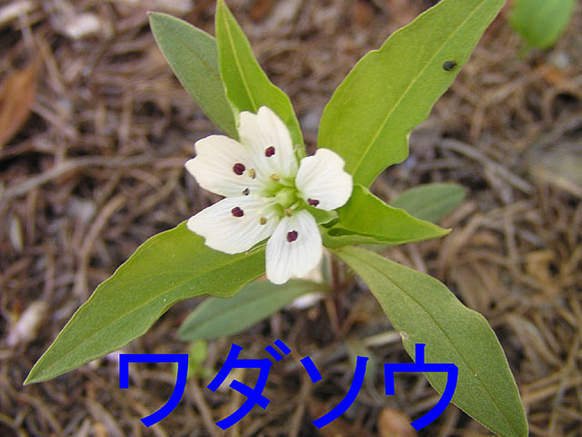 5月の花、ワダソウ