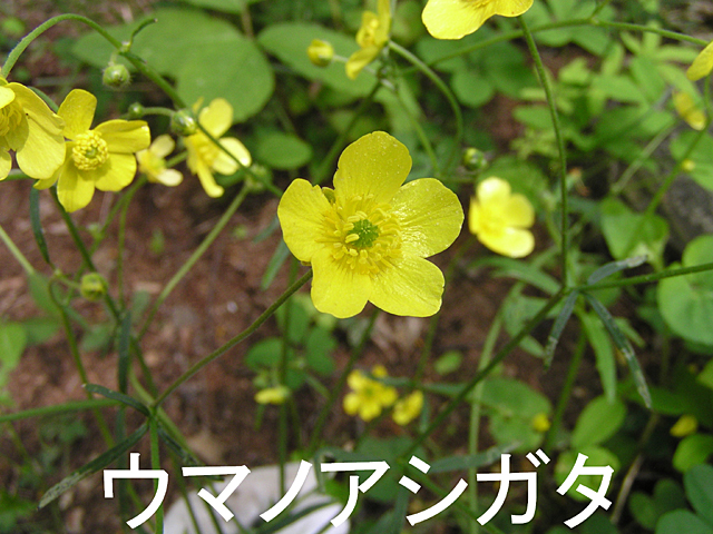 6月の花、ウマノアシガタ
