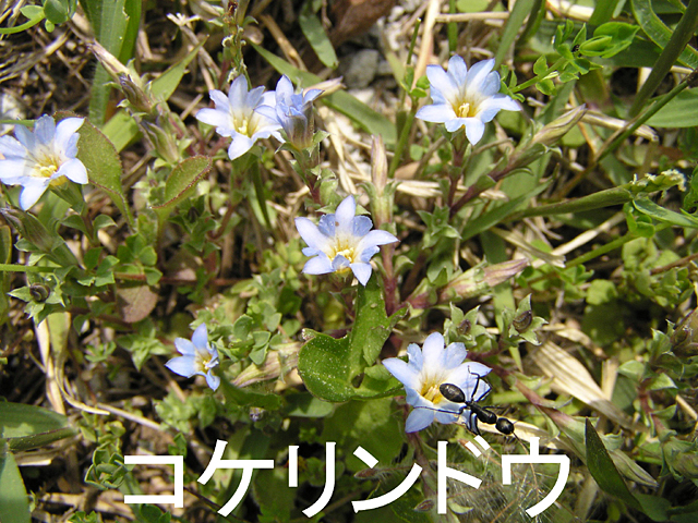 6月の花、コケリンドウ