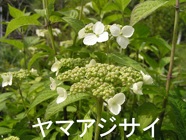 6月の花、ヤマアジサイ