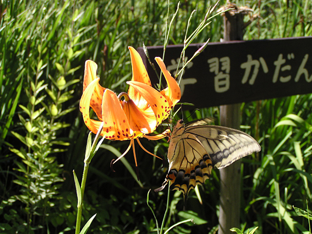 7月の花、コオニユリとキアゲハ