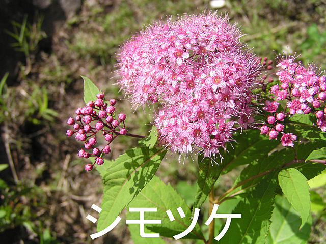 7月の花、シモツケ