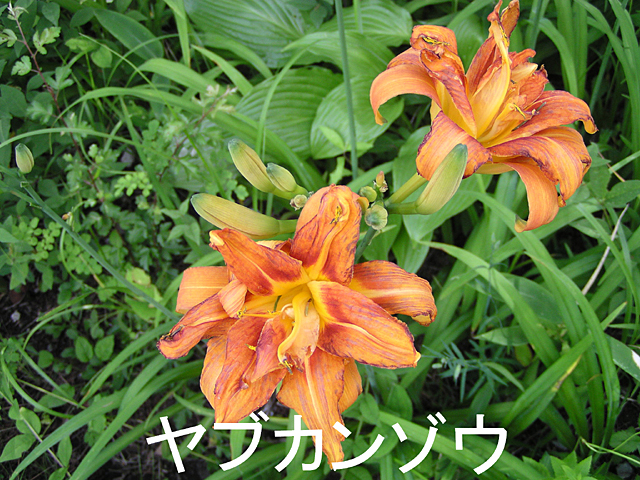7月の花、ヤブカンゾウ