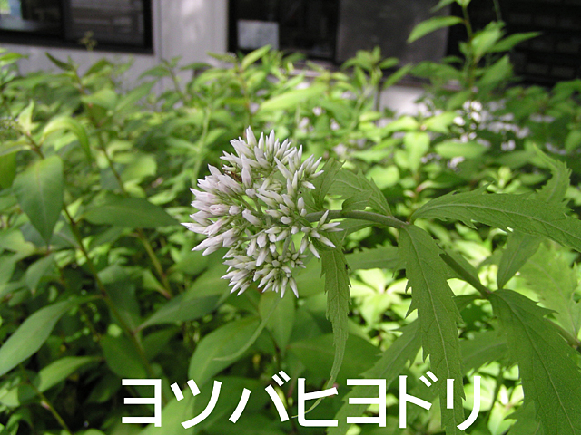 7月の花、ヨツバヒヨドリ
