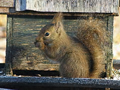 餌台に来たリス